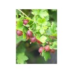 Groseiller  maquereau 'worcesterberry' pot de 2l / 3l