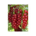 Groseillier 'jonkheer van tets' pot de 1, 5l / 2l, buisson