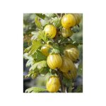 Le jardin du pic vert - groseillier  maquereau 'goldling' pot de 1, 5l / 2l