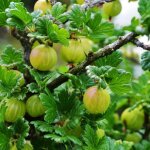 Groseillier � maquereaux tatjana / pot de 5l