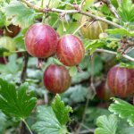 Groseillier  maquereaux winham's industry / pot de 3l