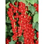 Groseillier 'premiere groseille raisin deltir' racines nues, buisson (par 2)