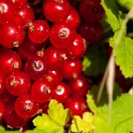 Groseillier rouge - ribes rubrum 50 / 60cm