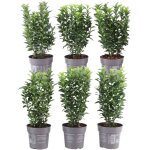 Haie de 1 m fusain vert euonymus japonicus green spire ? set de 6 plantes persistantes ? plants by frank? ...