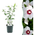 Haie laurier cerise prunus laurocerasus etna vert persistant 6 plantes 1 m pot 17 cm hauteur 50 cm? comfortxl ...