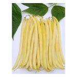 Haricot beurre 'fructidor' le sachet de 150 graines (90g)