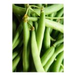 Haricot 'sansoucy' le sachet de 250 graines (90g)