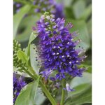 Hb, vronique arbustive 'blue gem' pot de 1l / 1, 5l
