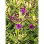 H�b�, v�ronique arbustive 'celebration' pot de 3l / 4l