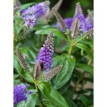 Hb, vronique arbustive 'ouessant' pot de 2l / 3l