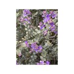 Le jardin du pic vert - hb, vronique arbustive pineleodes 'quicksilver' godet de 8 / 9 cm