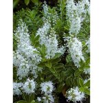 Hb, vronique arbustive rakaiensis pot de 1, 5l / 2l