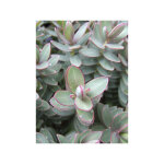 H�b�, v�ronique arbustive 'red edge' pot de 2l / 3l