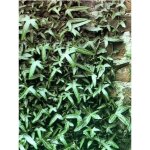 Hedera helix 'sagittifolia' godet de 8 / 9 cm