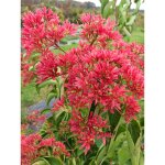 Heptacodium 'temple of bloom' pot de 4l / 5l