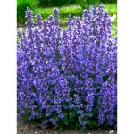 Herbe � chat, chataire 'cats pajamas' godet de 8 / 9 cm