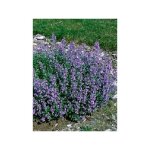 Herbe  chat, chataire godet de 8 / 9 cm