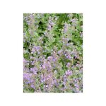 Herbe � chat, chataire 'kit kat' godet de 8 / 9 cm