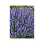 Herbe  chat, chataire 'purrsian blue' godet de 8 / 9 cm