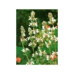Herbe  chat, chataire 'snowflake' godet de 8 / 9 cm
