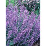 Herbe � chat, chataire 'walker's low' godet de 8 / 9 cm