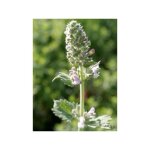 Herbe  chat 'citriodora' godet de 8 / 9 cm