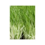 Herbe � chat, orge 'variegata' le sachet de 100 graines (3g)