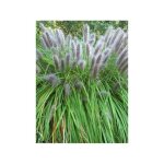 Herbe aux �couvillons 'viridescens' pot de 2l / 3l