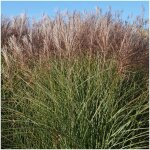 Miscanthus, roseau de chine gracilinus / lot de 9 godets Miscanthus, roseau de chine gracilinus / lot de 9 godets
