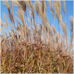 Miscanthus, roseau de chine silberfeder / godet Miscanthus, roseau de chine silberfeder / godet