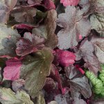 Heuchere midnight rose plante vivace pot de 1l Heuchere midnight rose plante vivace pot de 1l