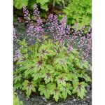 Heucherella 'eye spy' godet de 8 / 9 cm