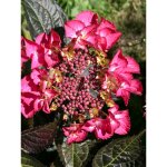Hortensia 'black diamonds dark angel' pot de 4l / 5l
