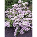Hortensia 'french bolero ' pot de 1, 5l / 2l