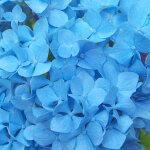 Hortensia - hydrangea macrophylla 'nikko blue' - 25 - 30 cm pot