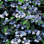 Hortensia - hydrangea serrata 'bluebird' - 25 - 30 cm pot