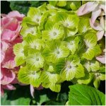 Hortensia macrophylla green ever belles 'hortmagreclo' / pot de 1, 5l