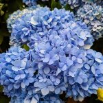Hortensia macrophylla nikko blue - hydrangea macrophylla nikko blue pot 3l
