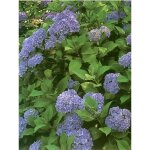Hortensia 'nikko blue' pot de 2l / 3l