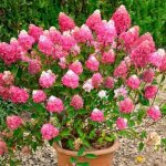 Hortensia panicul� 'framboisine'� - 30 - 40 cm pot
