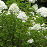 Hortensia panicul� 'grandiflora' - 60 - 80 cm pot