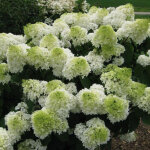 Hortensia panicul� � 'polar bear' - 40 - 50 cm pot