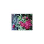 Hortensia 'red baron' pot de 2l / 3l 20 / 30cm