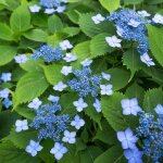 Le jardin du pic vert - hortensia serrata annie's blue pot de 2l / 3l