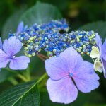 Hortensia serrata bluebird - hydrangea serrata bluebird pot 3l