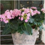 Hortensia macrophylla you&me® romance 'rie 09' / pot de 1, 5l Hortensia macrophylla you&me® romance 'rie 09' / pot de 1, 5l