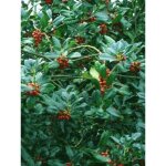 Houx 'j. c. van tol' pot de 2l / 3l