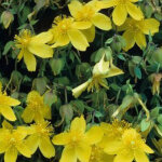 Hypericum densiflorum 'buttercup' - 30 - 40 cm pot