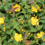 Vivaio garden forest - hypericum hydcote plante en pot 18cm
