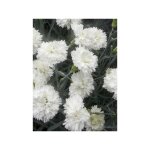 ?illet 'scent first memories' godet de 7 / 8 cm